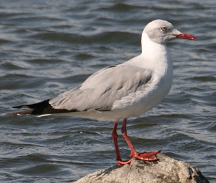 Graukopfmoeve, Larus cirrocephalus poiocepphalus